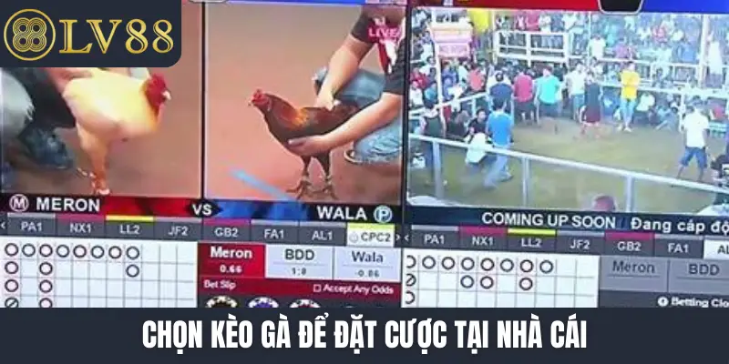Chọn kèo gà để đặt cược tại nhà cái