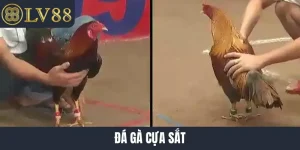 đá gà cựa sắt