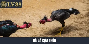 Đá gà cựa tròn