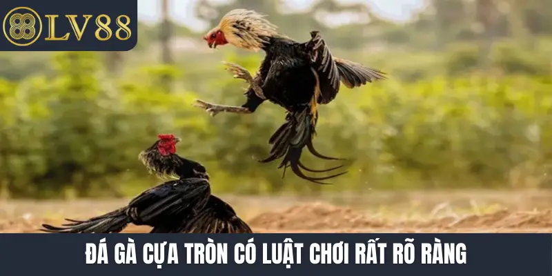 Đá gà cựa tròn có luật chơi rất rõ ràng