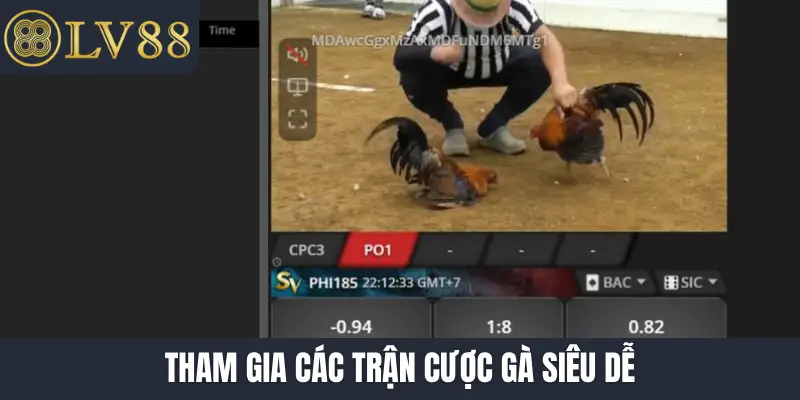 Tham gia các trận cược gà siêu dễ