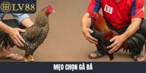 Mẹo chọn gà đá
