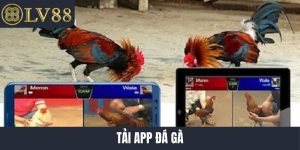 Tải app đá gà